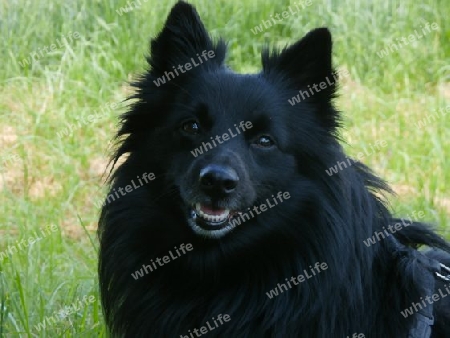 Jamie Schipperke - Fl?mischer Sch?ferhund P5180965