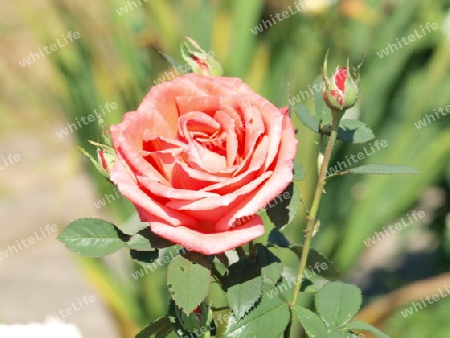 Makro Rose rot/rosa