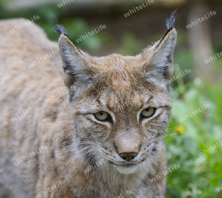 Eurasischer Luchs oder Nordluchs (Lynx lynx), Brandenburg, Deutschland, Europa