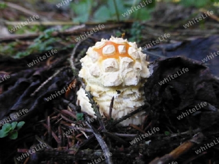 Ganz junger Fliegenpilz