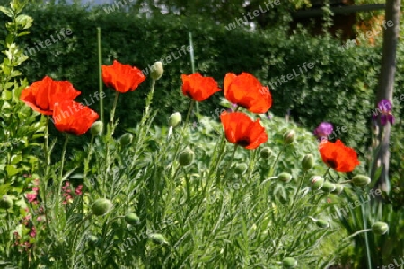 Alles roter Mohn