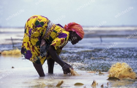 Eine Frau arbeitet auf ihrer Seegras Plantage an der Ostkuester der Insel Zanzibar oestlich von Tansania im Indischen Ozean.