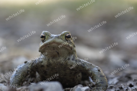 Froschportraet