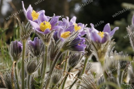 Kuechenschelle, Kuhschelle, Pulsatilla vulgaris