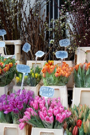 Tulpen aus Amsterdam