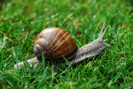 Weinbergschnecke