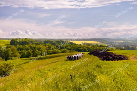 Th?ringer Landschaft bei Kahla mit K?hen