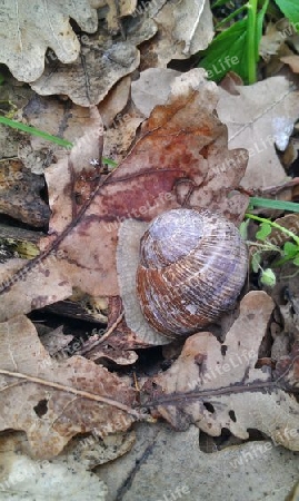 Weinbergschnecke