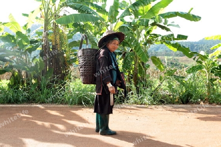 Traditionell gekleidete Frau von einem Stamm der Lahu oder Lisu beim Dof Chiang Dao noerdlich von Chiang Mai im Norden von Thailand. 