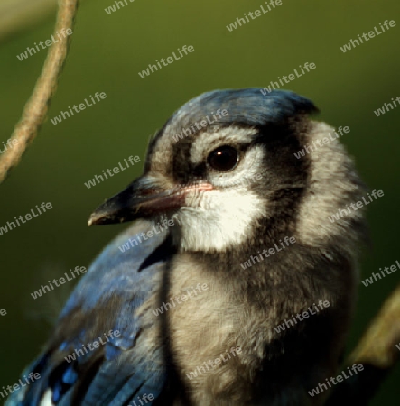 Blue Jay