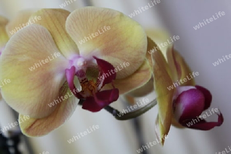 Orchidee