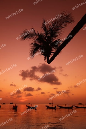 Der Strand  von Hat Sai Ri auf der Insel Ko Tao im Golf von Thailand im Suedwesten von Thailand in Suedostasien. 