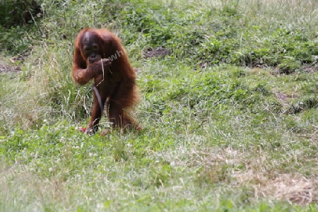 Orang Utan - Pongo pygmaeus