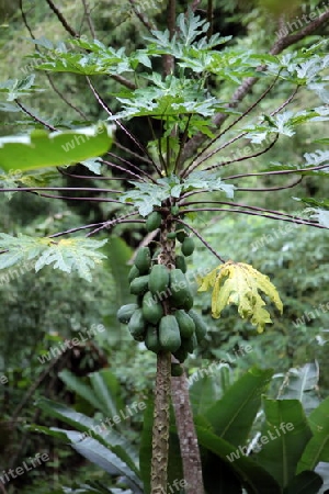 Ein Papaya Baum beim Dorf Chiang Dao noerdlich von Chiang Mai im Norden von Thailand.