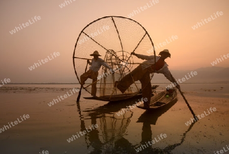 Fishermen at sunrise in the Landscape on the Inle Lake in the Shan State in the east of Myanmar in Southeastasia.