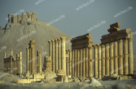 Die Ruinen von Palmyra in der Wueste Faydat in Syrien im Mittleren Osten in Arabien.