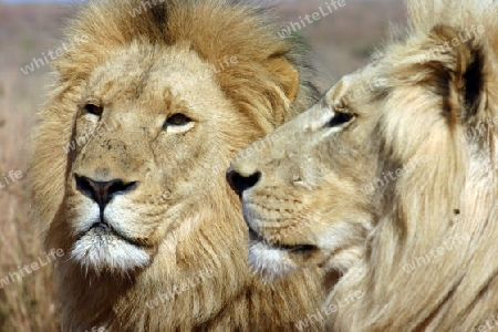 Lion, Panthera leo