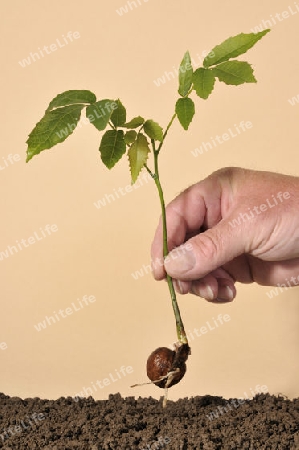 Einen Baum setzen