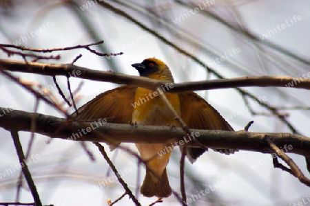 Spotted-backed Weaver Female, Ploceus cucullatus