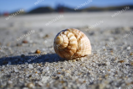 Schnecke