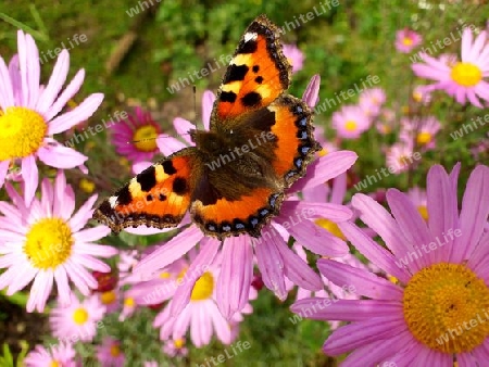 Schmetterling