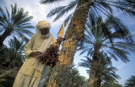 Eine Datteln Plantage in der Oase von Douz in der Sahara Wueste  im zentralen sueden in Tunesien in Nordafrika.