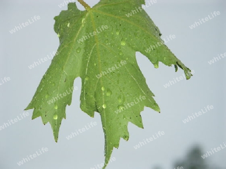 Blatt im Regen