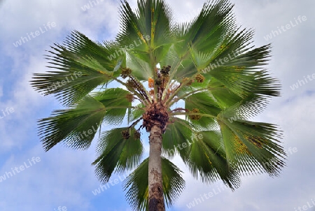 Beautiful palm trees at the beach on the tropical paradise islands Seychelles