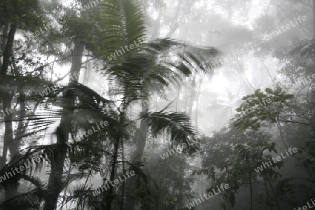 Amerika, Suedamerika, Venezuela, Karibik, Choroni Der Regenwald in den Bergen von Choroni im Nationalpark Henri Pittier im zentralen norden von Venezuela.  