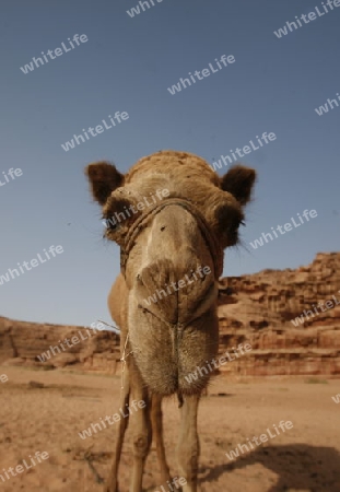 The Landscape of the Wadi Rum Desert in Jordan in the middle east.