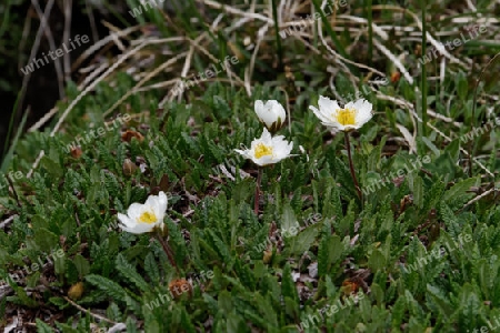 Silberwurz, Dryas octopetala