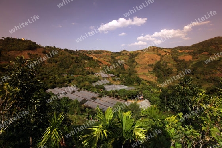 Die Landschaft beim Bergdorf Mae Salong in der Huegellandschaft noerdlich von Chiang Rai in der Provinz Chiang Rai im Norden von Thailand in Suedostasien.