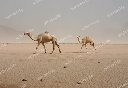 a Sandstorm in the Landscape of the Wadi Rum Desert in Jordan in the middle east.