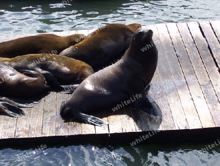 Pier 39