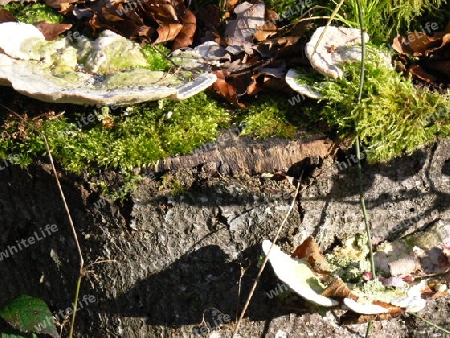 Moos und Pilze auf einem Baumstumpf