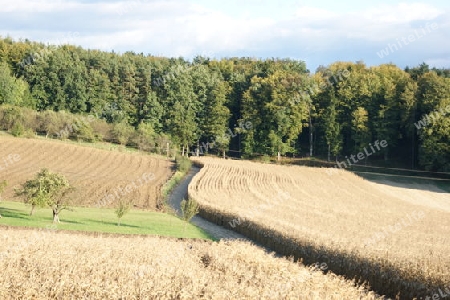 maisfeld vor der ernte