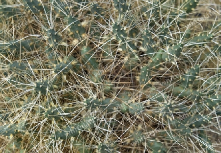 high angle full frame detail of a cactus