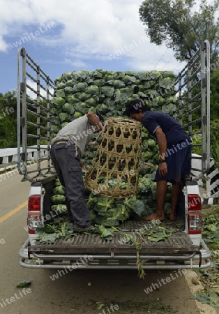 Bauern beladen die Kabisernte an der Bergstrasse vom Dorf Mae Hong Son nach Mae Aw im norden von Thailand in Suedostasien.