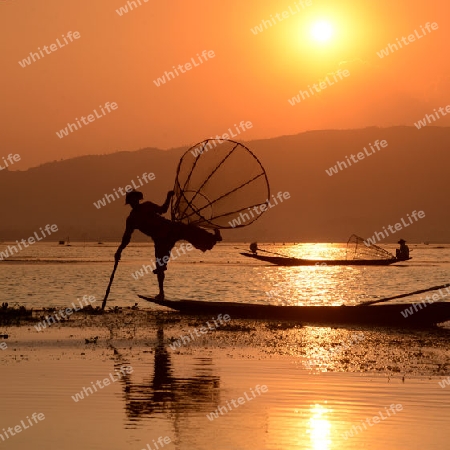 Fishermen at sunset in the Landscape on the Inle Lake in the Shan State in the east of Myanmar in Southeastasia.