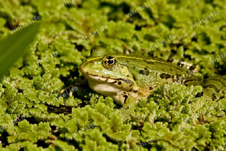 Frosch