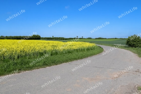 Yellow field of flowering rape and tree against a blue sky with clouds, natural landscape background with copy space, Germany Europe.