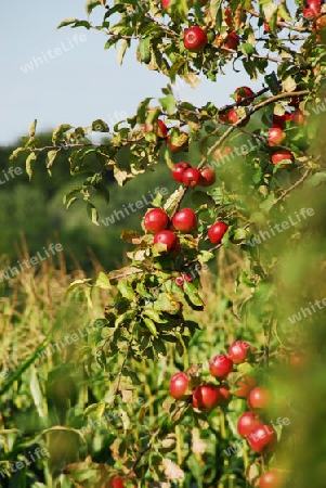 Rote ?pfel am Baum