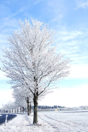 frostiger Baum