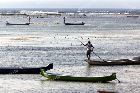 Die Ernte in der Seegrass Plantage auf der Insel Nusa Lembongan der Nachbarinsel von Bali, Indonesien.