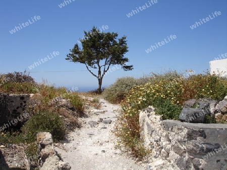 Weg und Baum auf Santorin