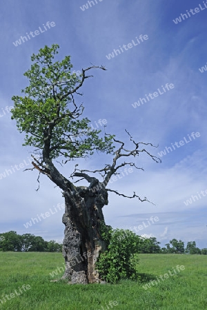 ca. 600 Jahre alte Eiche (Quercus), Hessen, Deutschland