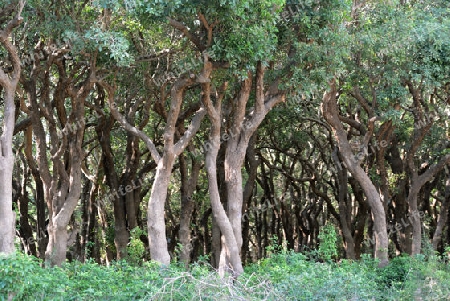 The Mangroove Forest at the Lake Village Kompong Pluk at the Lake Tonle Sap near the City of Siem Riep in the west of Cambodia.