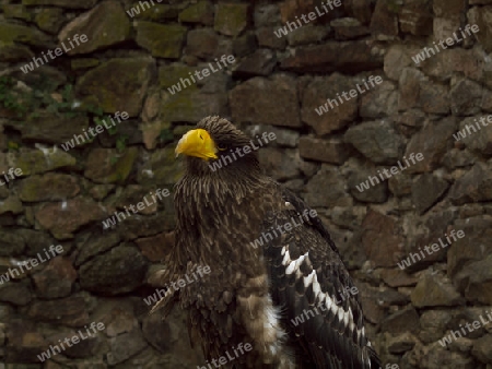 Riesenseeadler vor Steinmauer sitzend