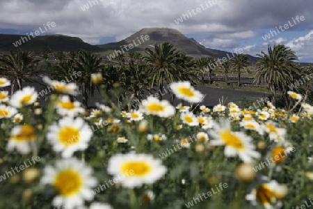 The volcanic Hills near the Village of Haria on the Island of Lanzarote on the Canary Islands of Spain in the Atlantic Ocean.
