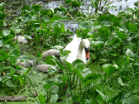 Schwan mit Nachwuchs